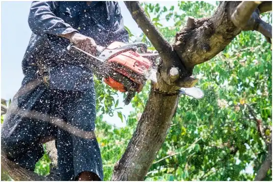 tree services Wheeling